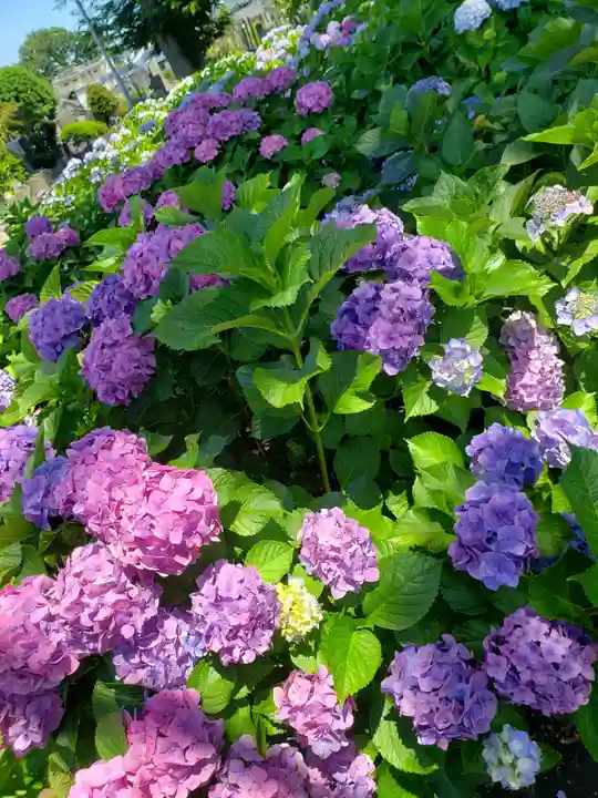 妙法寺(東京都)
