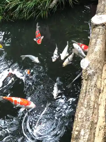 杵築大社の動物