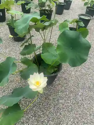 元興寺(奈良県)