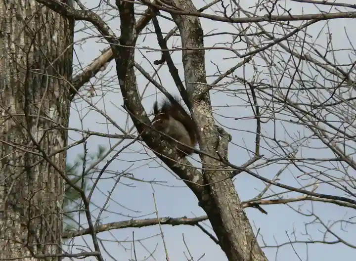留辺蘂神社の動物