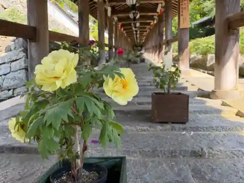 長谷寺(奈良県)