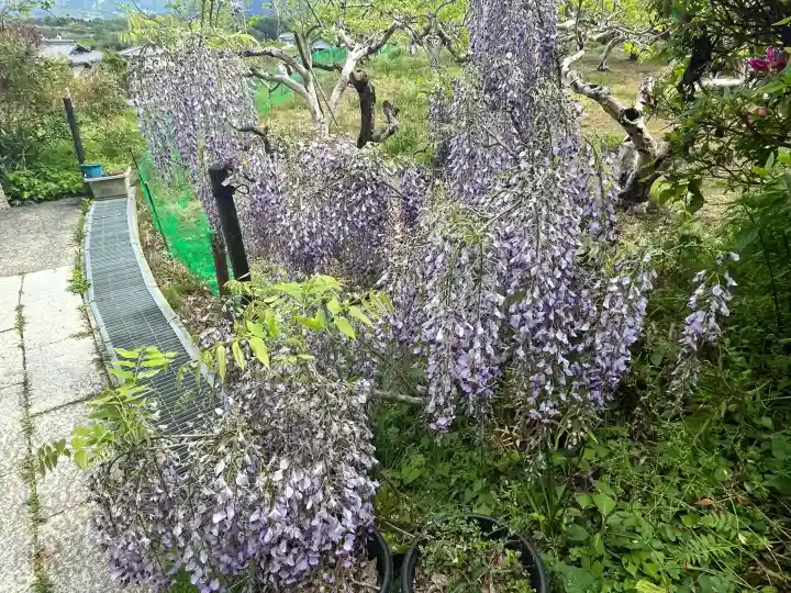 子安地蔵寺の{uncategorized: "未分類", other: "その他", undefined: "問題あり", building: "その他建物", grave: "お墓", sacred_gate: "鳥居", guardian: "狛犬", statue: "像", buddha: "仏像", history: "歴史", nature: "自然", garden: "庭園", animal: "動物", pagoda: "塔", temizu: "手水舎", mountain_gate: "山門・神門", sanctuary: "本殿・本堂", subordinate: "末社・摂社", art: "芸術", scenery: "景色", jizo: "地蔵", ema: "絵馬", goshuin: "御朱印", omikuji: "おみくじ", items: "授与品その他", amulet: "お守り", goshuincho: "御朱印帳", eats: "食事", festival: "お祭り", votive_dance: "神楽", shichigosan: "七五三参", wedding: "結婚式", experience: "体験その他", initially: "初詣", around: "周辺", anti_infection: "感染症対策"}