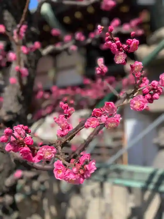 大阪天満宮の自然