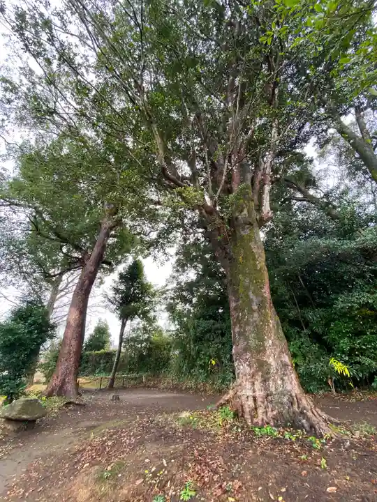 熊野神社の自然