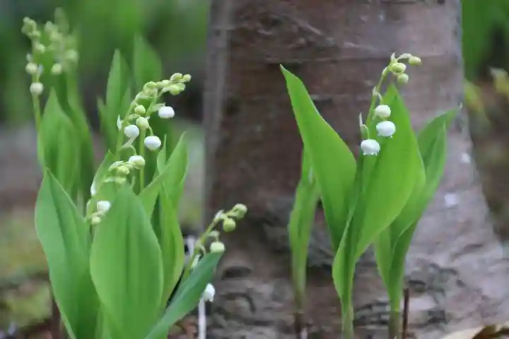 開成山大神宮の庭園