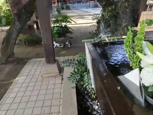 柏諏訪神社の動物