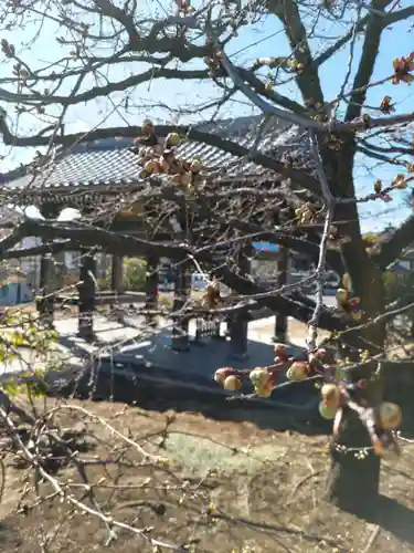 金剛寺の山門