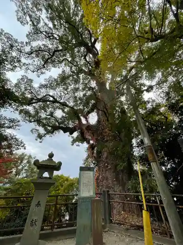 恵蘇八幡宮の自然