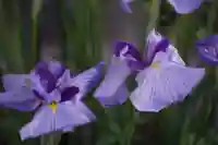 東海市熊野神社の自然
