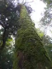 伊勢神宮内宮（皇大神宮）の自然