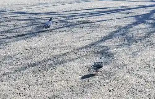 岩神稲荷神社の動物