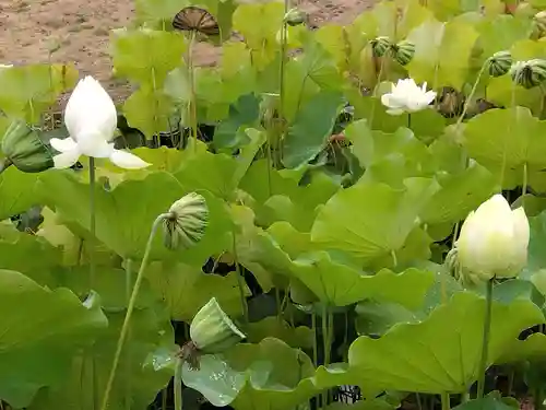 大安禅寺(福井県)