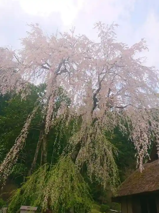 高麗神社の自然