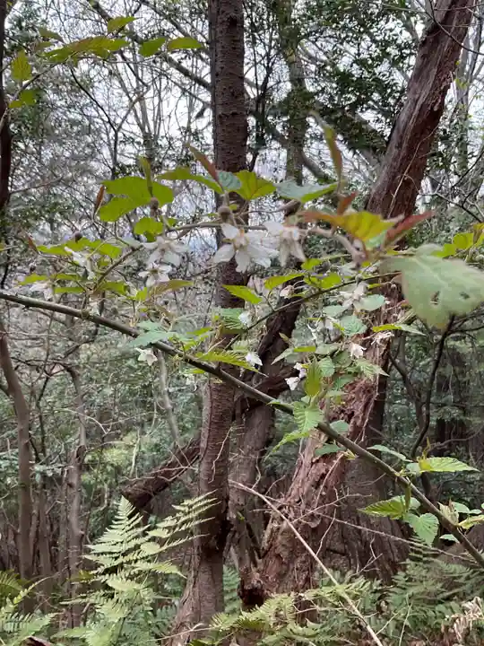尾張冨士大宮浅間神社(愛知県)