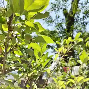 【公式】龍門院常楽寺(秩父札所十一番)の自然(2024年06月14日(金) 09時04分42秒投稿)