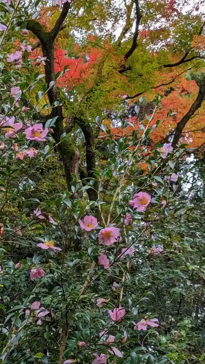 霊鑑寺門跡(京都府)