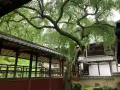 十輪寺(京都府)