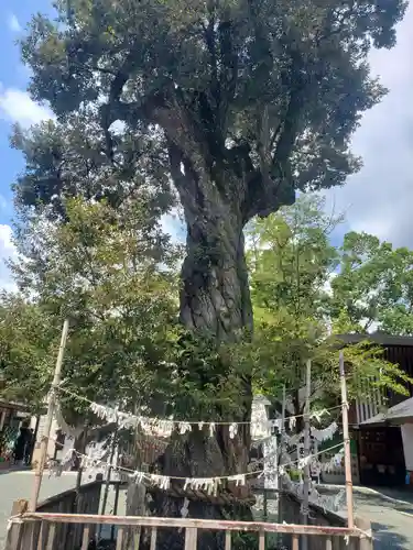 井伊谷宮の自然