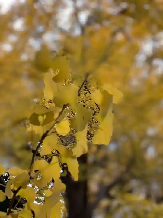 若宮八幡宮の自然