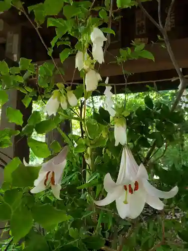 赤坂氷川神社(東京都)