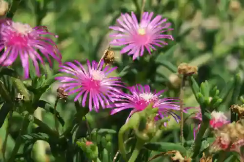 松本山　地福禅寺(滋賀県)