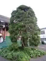 正蓮寺(青森県)