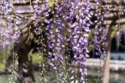出雲大社神楽殿(島根県)
