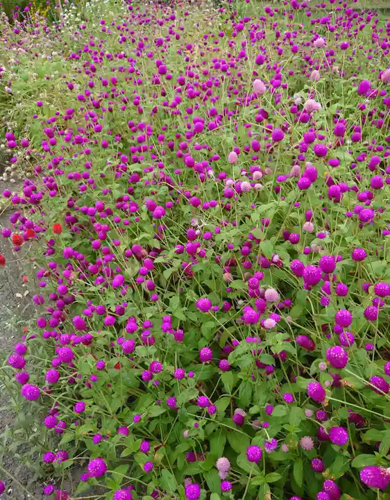 高瀧神社(千葉県)