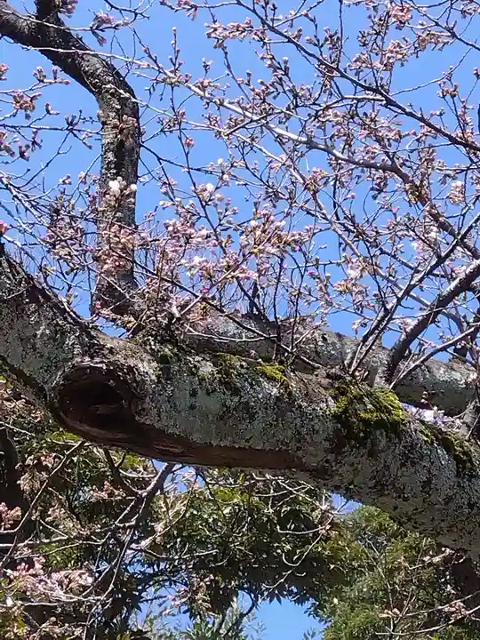 杉杜白髭神社(福井県)