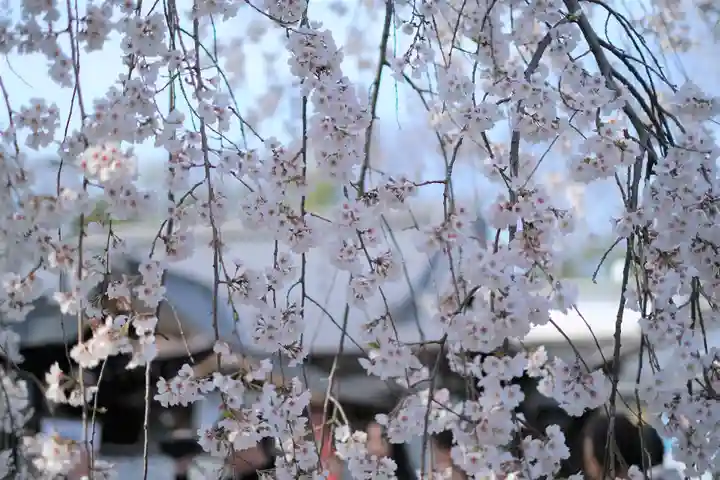 平野神社の自然