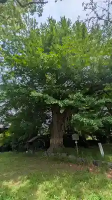 國分寺(国分寺)(京都府)