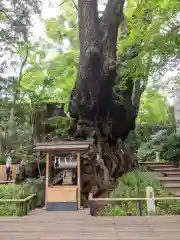 來宮神社の自然