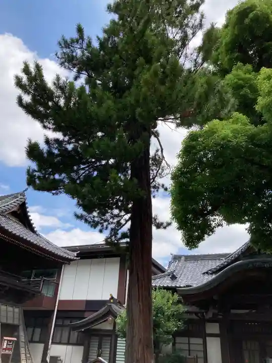 大國魂神社の自然