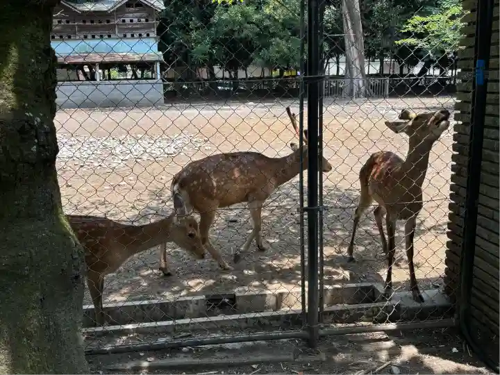 三嶋大社(静岡県)
