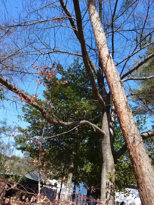 櫻木神社の自然