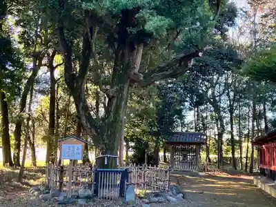 伊弉諾神社(埼玉県)