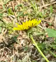 蚊里田八幡宮(長野県)