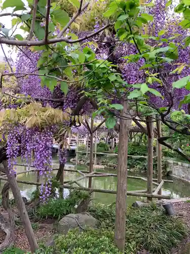 亀戸天神社の庭園