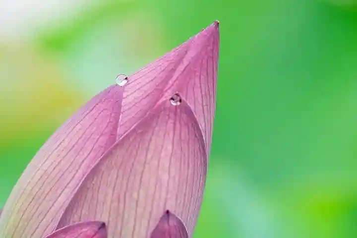 大久寺(神奈川県)