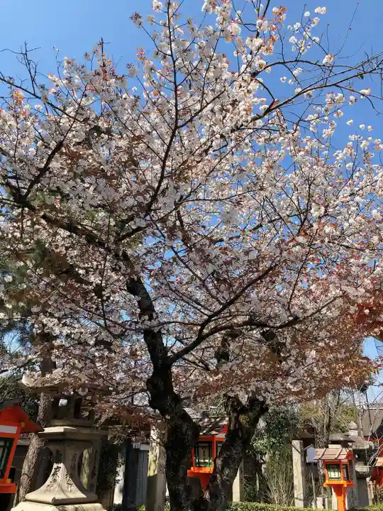 八坂神社(祇園さん)の自然