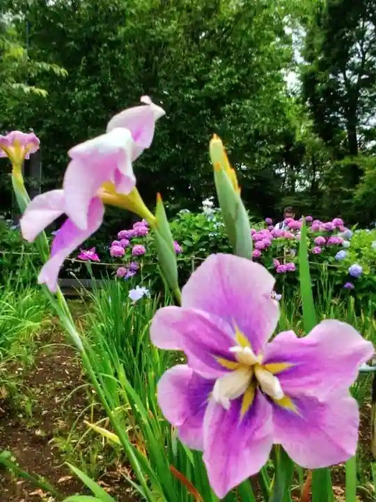 妙法寺(東京都)