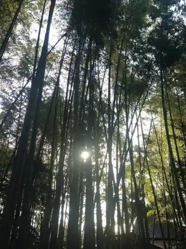 喜多見氷川神社の自然