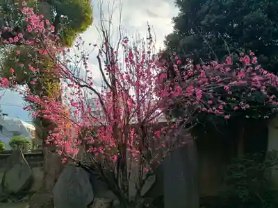 新井薬師（梅照院）(東京都)