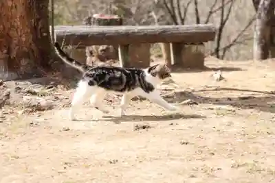 玉野御嶽神社(愛知県)