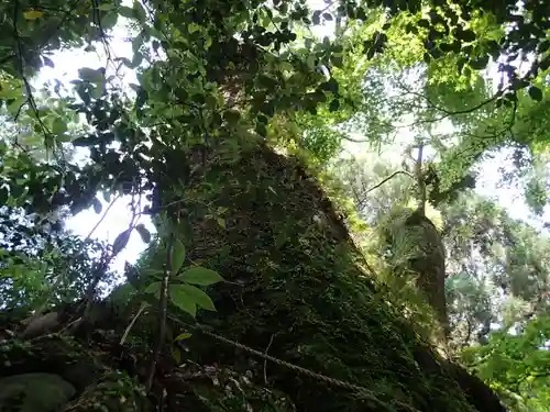 東霧島神社の自然