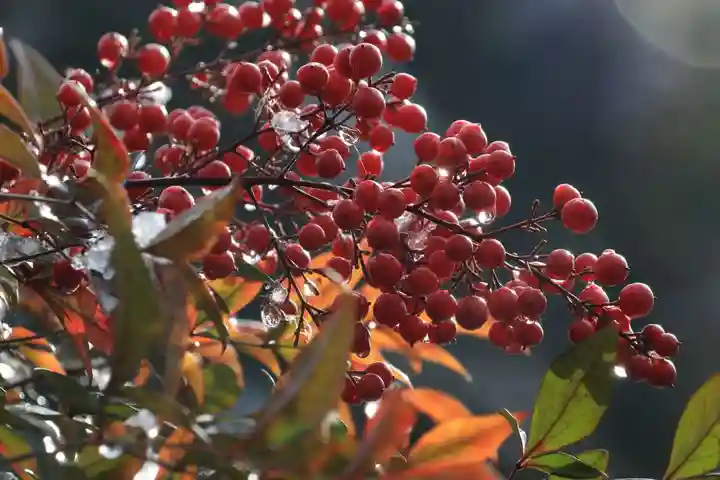 菅船神社の自然