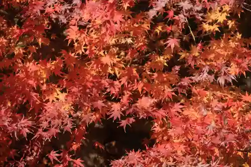 豊景神社の自然