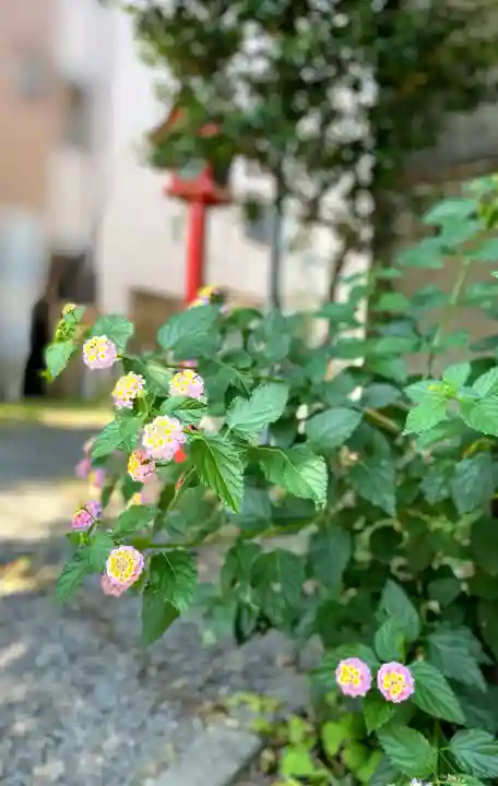 江島杉山神社の自然