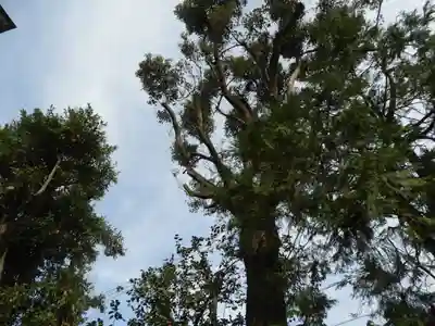 天之御中主神社の自然