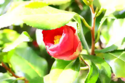 三津厳島神社の自然